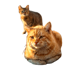 Two Cats Bask In The Warm Morning Light On A Quiet Aegean Sidewalk. 17879 - Cat PNG image with transparent background